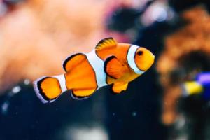 英超联赛历史比分观看指南，如何找到英超历史比分数据与直播英超联赛历史比分在哪看